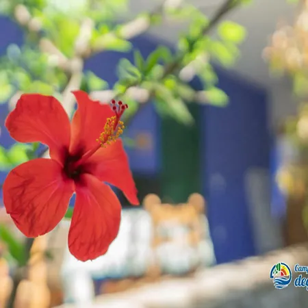 Village Degli Ulivi Camping *